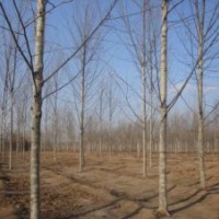 國(guó)槐 8-50公分國(guó)槐 國(guó)槐價(jià)格 國(guó)槐基地 山東國(guó)槐