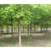 供應19公分移栽香樟樹