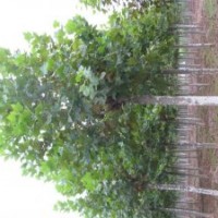 國槐 8-40公分國槐 國槐價格 山東國槐基地