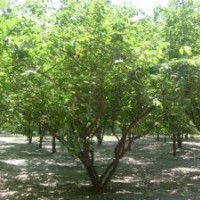 國槐 8-50公分國槐 國槐價格
