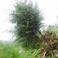 南方紅豆杉3公分，高度2.2米左右