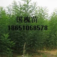 國槐苗、紫薇苗、木槿苗