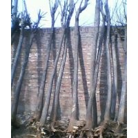 國槐樹 20公分國槐