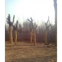 國槐樹 25公分國槐樹