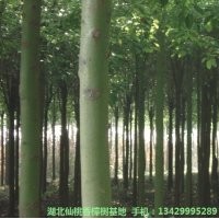 供應12cm-19cm移栽香樟樹