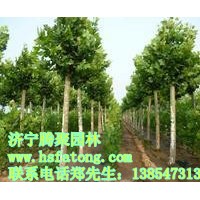 法桐,國槐，白蠟等苗木
