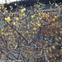 臘梅花即將綻放，火熱預定中，