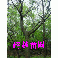 樸樹基地/樸樹價(jià)格-南京超越苗圃場