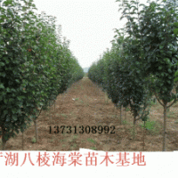 直徑30公分八棱海棠樹
