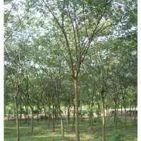 低價(jià)供應(yīng)合歡、青皮垂柳、紫葉李、欒樹等綠化苗
