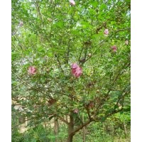 河北紅王子錦帶，河北木槿大小苗，河北薔薇