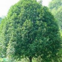 鄭州25公分桂花樹價格表_5公分桂花樹價格【桂花就要發】