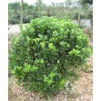 供大葉黃楊，大葉黃楊價格，江蘇大葉黃楊價格，大葉黃楊基地價格