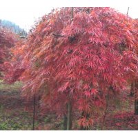 工程苗和當(dāng)年生小苗出售桂花，紅楓，櫻花，紫薇，垂絲海棠，廣玉