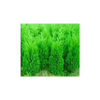 側(cè)柏批發(fā)，側(cè)柏批發(fā)，側(cè)柏批發(fā)