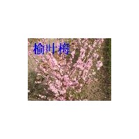 供應小桃紅