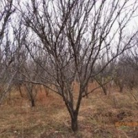 出售黑龍江哈爾濱果園李子，5-10公分，冠行好