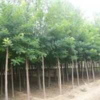 國槐苗價格國槐樹價格河南國槐行情