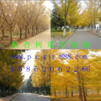 供應(yīng)銀杏樹(shù)