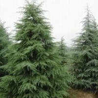江蘇雪松，H5.5M雪松500元；