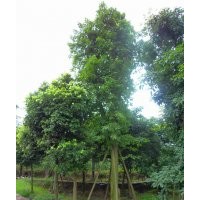 黃葛樹種植場，8-50cm黃葛樹供應，四川黃葛樹
