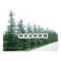 【南京金峰苗圃】雪松價格|廣玉蘭價格|女貞價格|