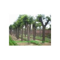10-50公分的國(guó)槐最新價(jià)格