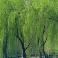 供應(yīng)垂柳、紅白玉蘭、杜英