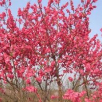 供應紅葉桃，碧桃，花桃，3-4-5-6-7-8公分
