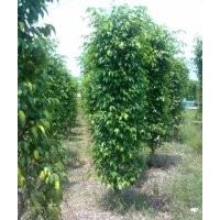綠化苗木垂葉榕柱-基地綠化苗木垂葉榕柱苗木價格