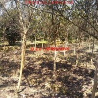 紫薇、紫葉李、紅葉李、香樟、大葉女貞、烏桕、廣玉蘭、樸樹