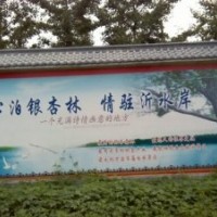 銀杏苗木基地