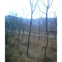 供國槐小苗，5.6.7.8公分國槐，30古槐