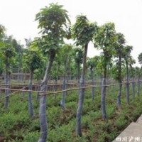 萍蔢，萍蔢應用，萍蔢景觀樹，瀘州萍蔢，萍蔢習性