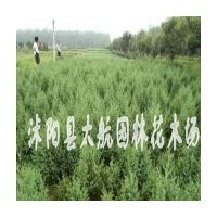 供應各種規格工程綠化苗木