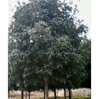 八月桂，紅露珍茶花，紅楓，紫薇，香樟，柚子樹，天竺桂，銀杏