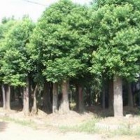 大量供應各種規格香樟、桂花、紅葉石楠等綠化苗木