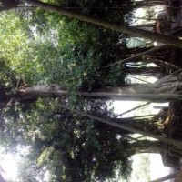 供應小葉榕