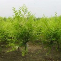 金葉榆滯銷，低價(jià)銷售！