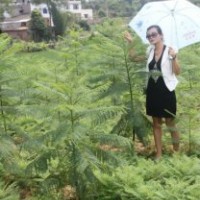 藍花楹