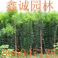 速生國(guó)槐小苗