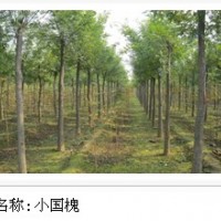 苗木基地大量 出售國槐苗木
