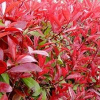 紅葉石楠、龍柏、灑金柏、金葉女貞、月季