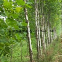 供應各種規格法桐 法桐小苗 2-8公分法桐 大量