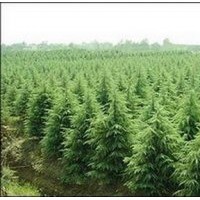 雪松供應、南京雪松價格、廣玉蘭出售