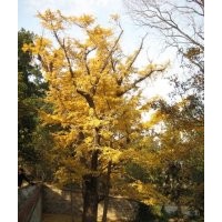 供應(yīng)15公分銀杏樹(shù)