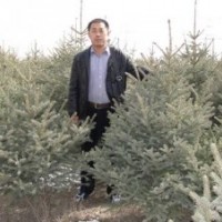 銷(xiāo)售一米五以上綠化工程用云杉,甘肅云杉，大云杉