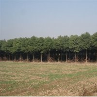 供應12-19公分移栽香樟樹