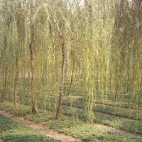 10公分15公分20公分旱柳價格合肥15公分旱柳價格