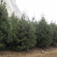 供應白皮松